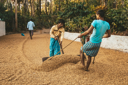 What Makes Specialty Coffee Special