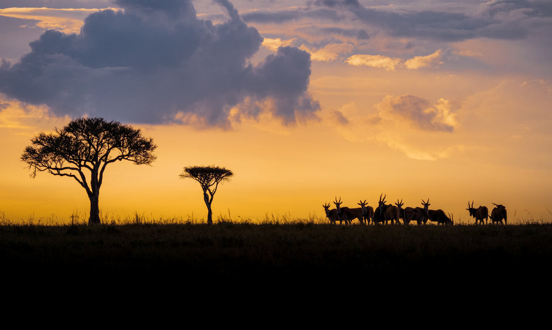 Picture of Kenyan Safari Landscape